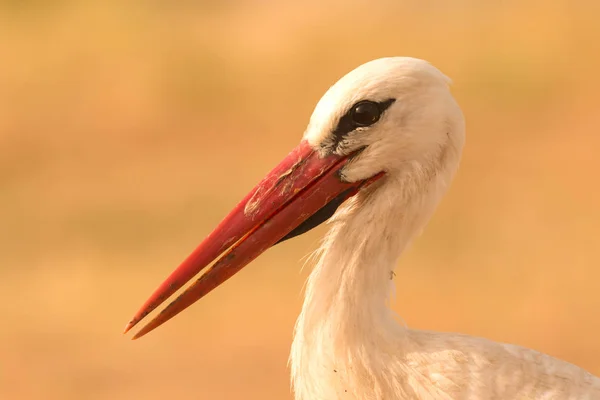 自然背景上的优雅鹤的肖像 — 图库照片