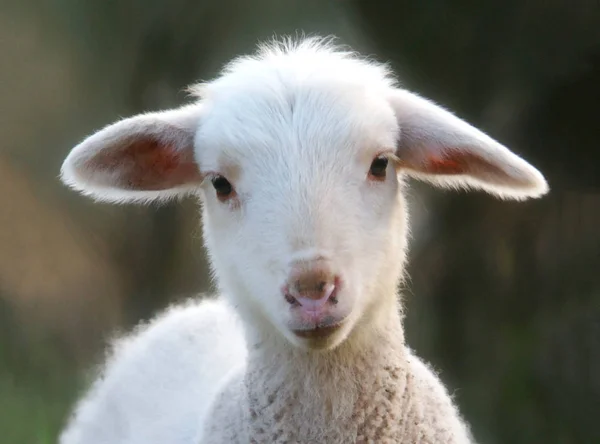 一个可爱的羔羊在大自然中的肖像与美丽的光 — 图库照片