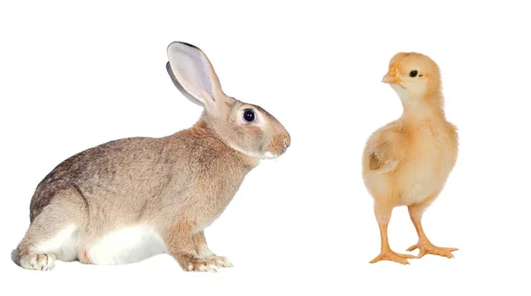 Dos Amigos Pascua Aislados Sobre Fondo Blanco — Foto de Stock