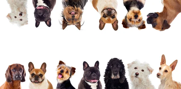 Odlišná Psi Při Pohledu Fotoaparát Izolovaných Bílém Pozadí — Stock fotografie
