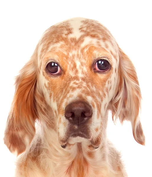 Smutny Pies Patrząc Kamery Białym Tle Białym Tle — Zdjęcie stockowe