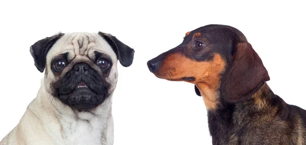 Retrato Dos Perros Diferentes Aislados Sobre Fondo Blanco — Foto de Stock