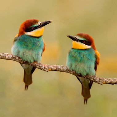 Bee-eaters birbirine bakarak dal birkaç