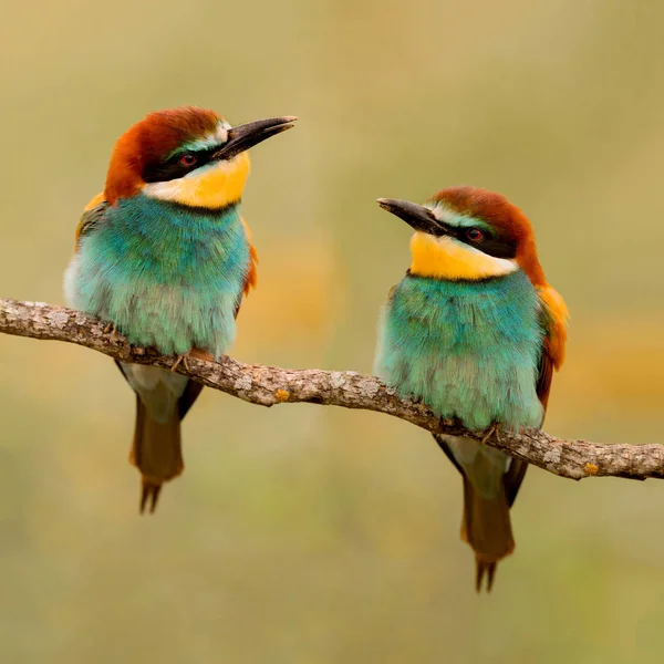 Deux Mangeurs Abeilles Sur Une Branche Qui Regardent — Photo