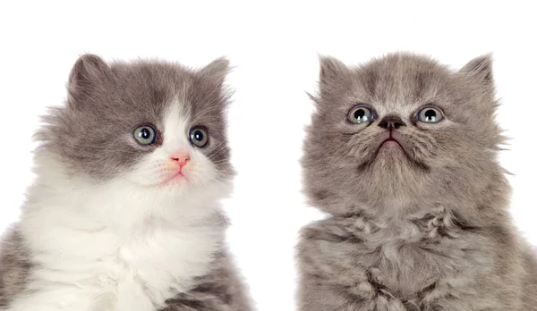 Hermosos Gatos Grises Aislados Sobre Fondo Blanco —  Fotos de Stock