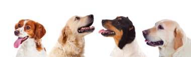 Beyaz bir arka plan üzerinde izole dört değişik köpek