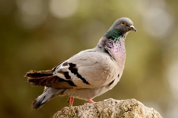 Beautiful Wild Pigeon Stone Nature — Stock Photo, Image
