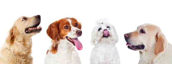 Четыре Разных Собаки Изолированы Белом Фоне — стоковое фото