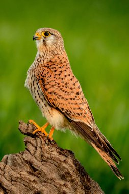 Beautiful profile of a kestrel in the nature with a natural background clipart