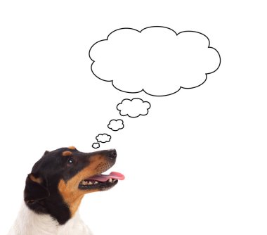 Beyaz bir arka plan üzerinde izole görünümlü Pensive köpek