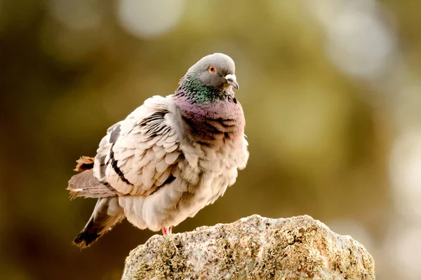 Schöne Wilde Taube Auf Einem Stein Der Natur — Stockfoto