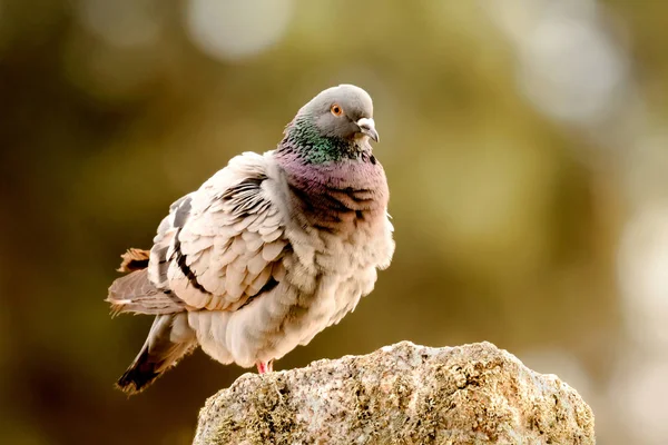 Vackra Vilda Duva Sten Naturen — Stockfoto