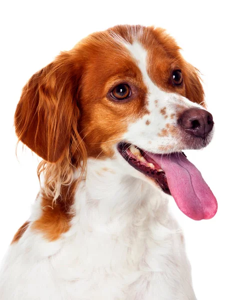 Красивый Портрет Собаки Белом Фоне — стоковое фото