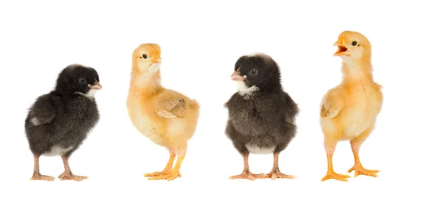 Meeting Chickens Two Black Two Yellow — Stock Photo, Image