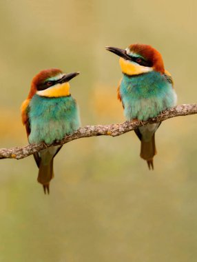Bee-eaters birbirine bakarak dal birkaç