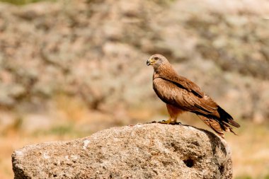 Büyük bir taş üzerinde güzel yetişkin kahverengi uçurtma