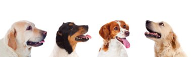 Beyaz bir arka plan üzerinde izole dört değişik köpek