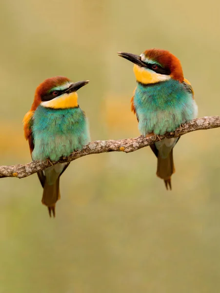 Deux Mangeurs Abeilles Sur Une Branche Qui Regardent — Photo