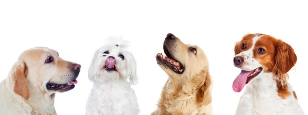 Beyaz Bir Arka Plan Üzerinde Izole Dört Değişik Köpek — Stok fotoğraf