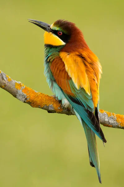 Portret Van Een Kleurrijke Vogel Aan Zijkant — Stockfoto