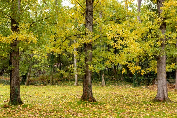 Die Landschaft Ist Voller Gelber Blätter Der Herbst Ist — Stockfoto