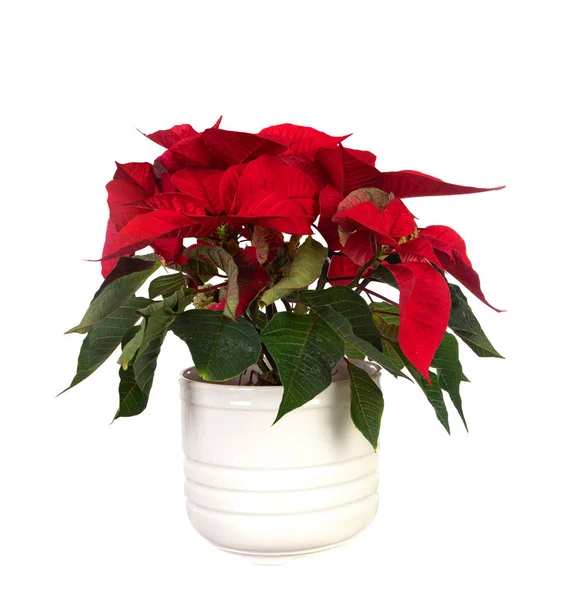 Beautiful Red Plant Decorating Christmas — Stock Photo, Image