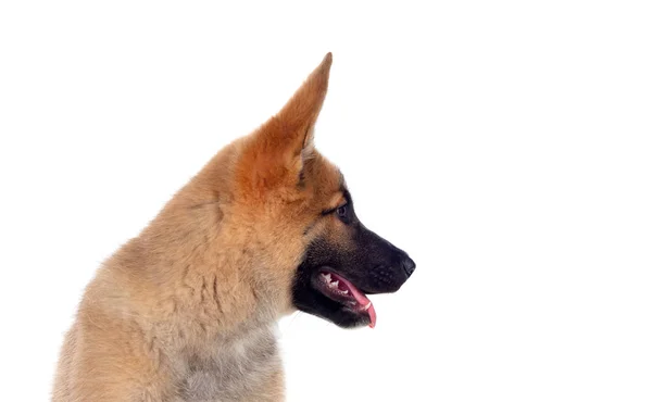 Joven Perro Pastor Alemán Aislado Sobre Fondo Blanco — Foto de Stock