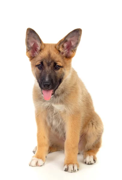 Young German Shepherd Dog Isolated White Background — Stock Photo, Image