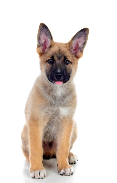 Young German Shepherd Dog Isolated White Background — Stock Photo, Image