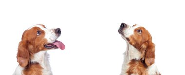 Beyaz bir arka plan üzerinde iki köpek ararken güzel portresi izole