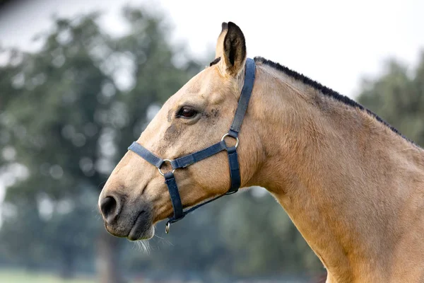 Retrato Hermoso Caballo Marrón Campo — Foto de Stock