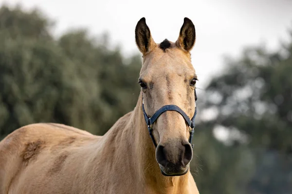 馬瀬の茶色の美しい馬の肖像 — ストック写真