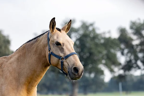 Retrato Hermoso Caballo Marrón Campo —  Fotos de Stock