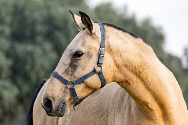 Portrait Beau Cheval Brun Dans Campagne — Photo