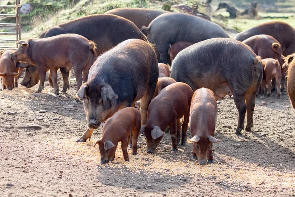 Iberische Varkens Grazen Een Boerderij Het Platteland Van Extremadura — Stockfoto