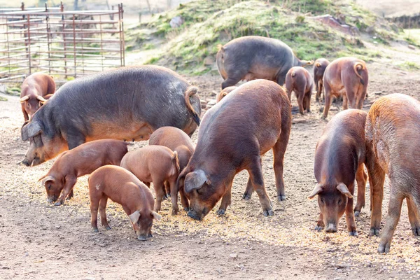 在埃斯特雷马杜拉农村的一个农场里放牧的伊比利亚猪 — 图库照片
