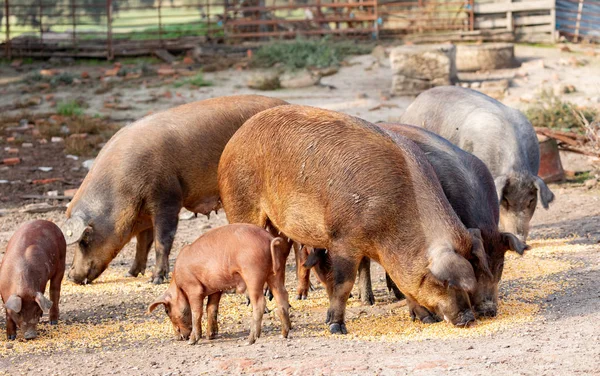 Иберийские Свиньи Пасутся Ферме Сельской Местности Эстремадуры — стоковое фото