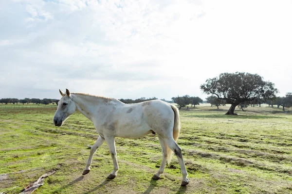 Portret Van Een Mooi Wit Paard Countyside — Stockfoto