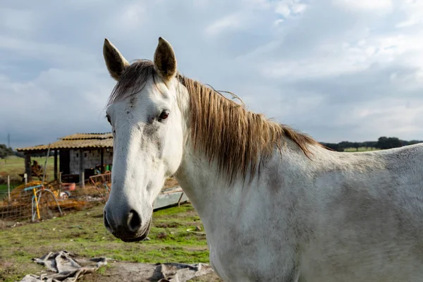 Retrato Hermoso Caballo Blanco Campo — Foto de Stock