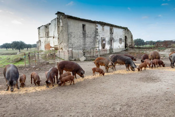 Cerdos Ibéricos Pastando Una Granja Campo Extremadura — Foto de Stock