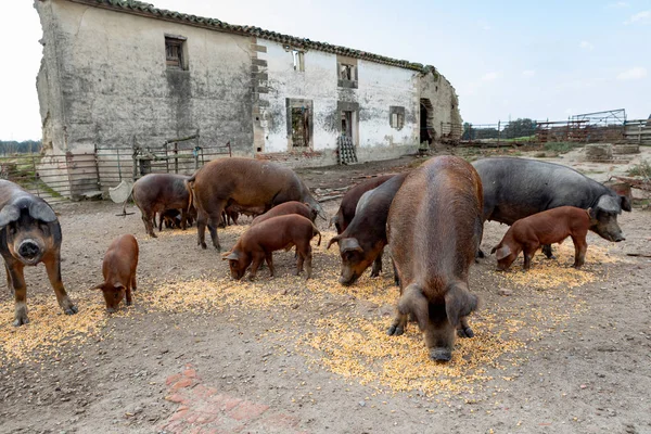 Cerdos Ibéricos Pastando Una Granja Campo Extremadura — Foto de Stock