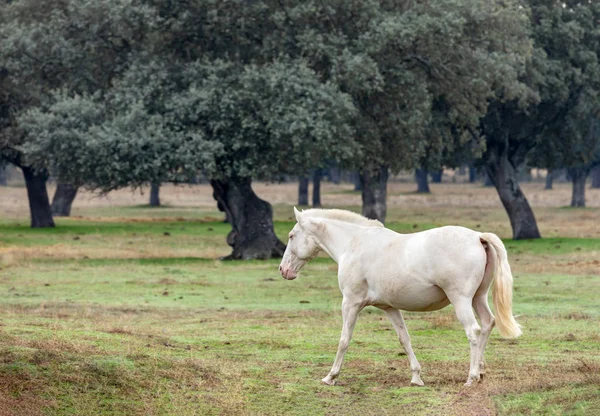 Πορτρέτο Του Ένα Πανέμορφο Άσπρο Άλογο Στην Ύπαιθρο — Φωτογραφία Αρχείου