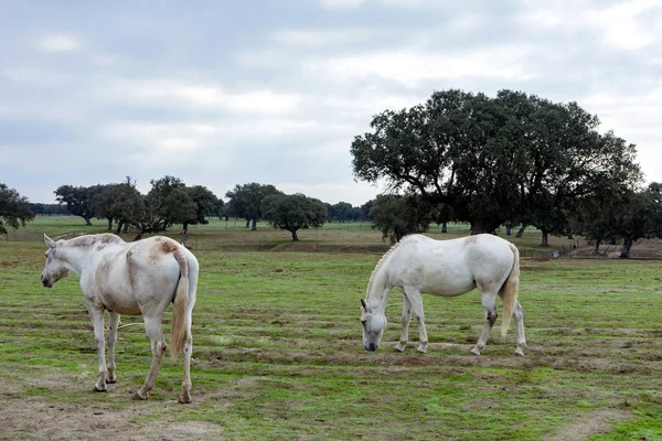 Portrait Beautiful Horses Countyside — Stock Photo, Image