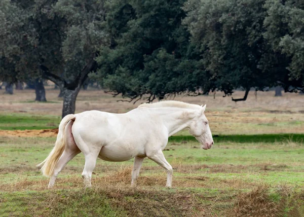 Πορτρέτο Του Ένα Πανέμορφο Άσπρο Άλογο Στην Ύπαιθρο — Φωτογραφία Αρχείου