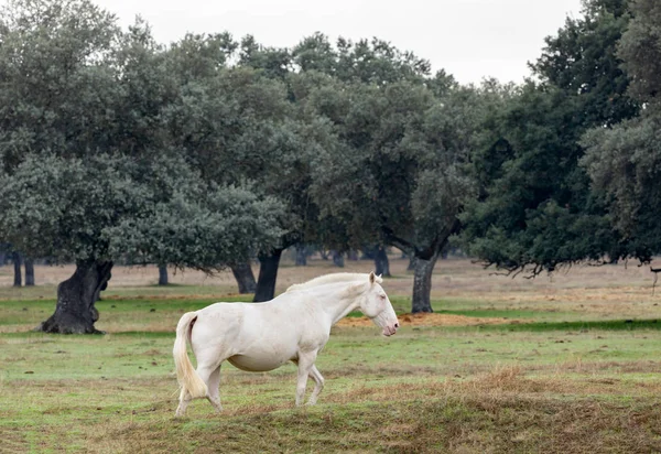 Porträt Eines Schönen Weißen Pferdes Der Landschaft — Stockfoto