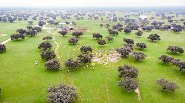 Bela Vista Aérea Campo Espanha — Fotografia de Stock