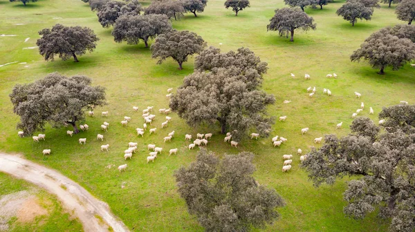 Mooie Luchtfoto Van Het Platteland Spanje — Stockfoto