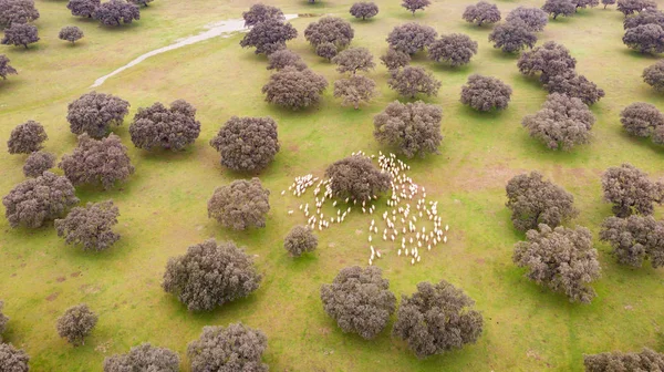 Hermosa Vista Aérea Del Campo España — Foto de Stock