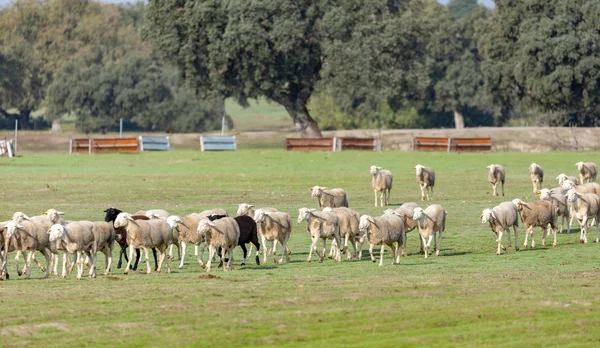 牧草地で羊の放牧の群れ — ストック写真