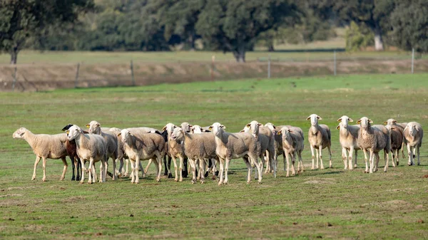 Kudde Schapen Die Grazen Het Weiland — Stockfoto